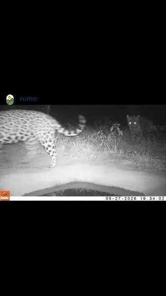 Câmeras flagram lobo-guará e onça-pintada em bebedouros instalados no cerrado do TO